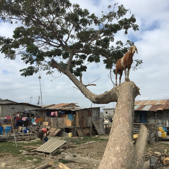 Meet your Posher, Elle - Picture 3 of 8